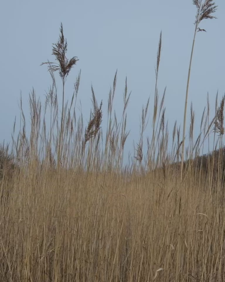 Video af en smilende kvinde med krøllet hår på stranden og i højt korn, iført farverige sommerstyles med blomsterprint fra Lollys Laundry, feminine kjoler og matchende blazersæt stylet med en blomsterbuket.